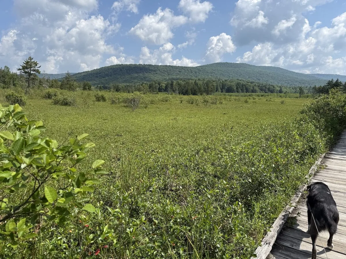 Cranberry Glades Botanical Area