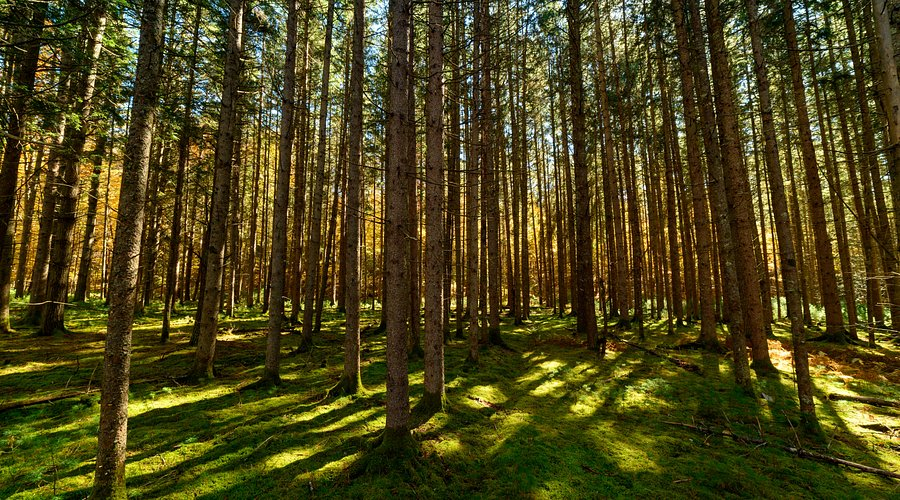 Seneca State Forest